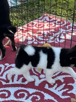 Oreo, a female Shiba Inu for sale in Maynard, MN – 5 of 9