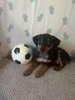 Jack, a male Miniature Pinscher for sale in Maynard, MN – 9 of 9