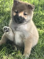 Teddy, a male Shiba Inu for sale in Maynard, MN – 3 of 8