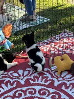 Oreo, a female Shiba Inu for sale in Maynard, MN – 9 of 9