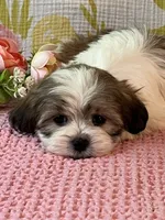 Mazie, a female Maltese and Shih Tzu for sale in Maynard, MN – 3 of 8