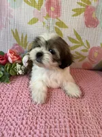 Mazie, a female Maltese and Shih Tzu for sale in Maynard, MN – 1 of 8