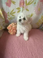 Bindy, a female Maltese and Shih Tzu for sale in Maynard, MN – 7 of 9