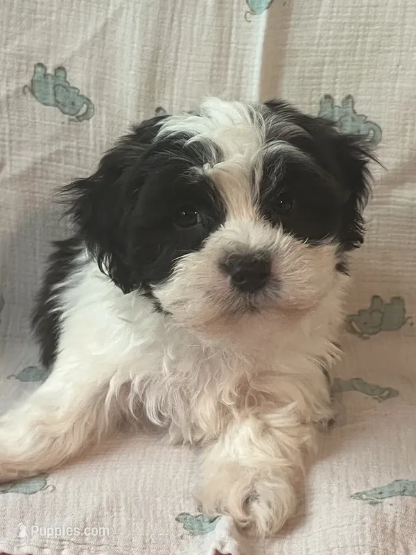 Kaden – Maltese, Shih Tzu puppy for sale in Maynard, MN