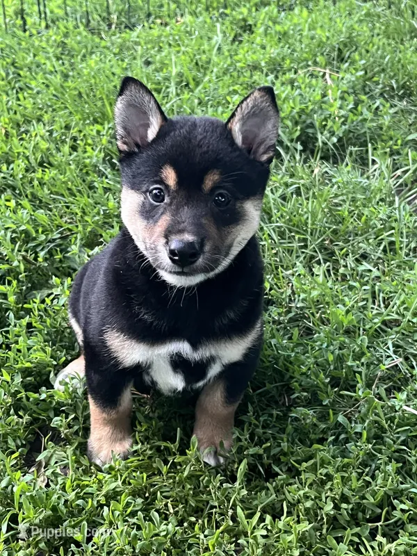 Heart, a male Shiba Inu for sale in Maynard, MN – 1 of 7