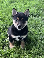 Heart, a male Shiba Inu for sale in Maynard, MN – 1 of 7