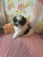Mindy, a female Maltese and Shih Tzu for sale in Maynard, MN – 9 of 9