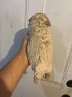 Spike, a male Maltese and Poodle - Toy  for sale in Maynard, MN – 3 of 3