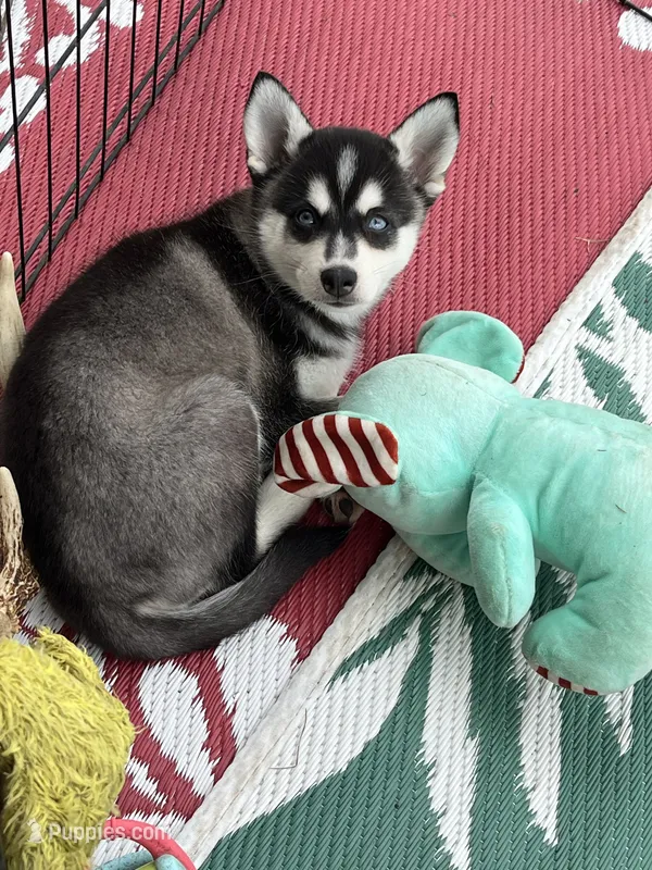 Blu Sky – Alaskan Klee Kai puppy for sale in Maynard, MN