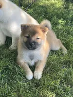 Teddy, a male Shiba Inu for sale in Maynard, MN – 6 of 8