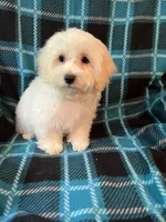 Astro, a male Maltese and Mal Shi for sale in Maynard, MN – 6 of 8