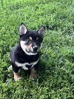 Heart, a male Shiba Inu for sale in Maynard, MN – 4 of 7