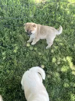 Cuddles, a female Shiba Inu for sale in Maynard, MN – 7 of 7