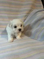Bella, a female Maltese for sale in Maynard, MN – 8 of 9