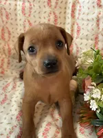 Penny, a female Miniature Pinscher for sale in Maynard, MN – Photo 1 of 6