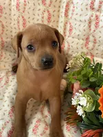 Penny, a female Miniature Pinscher for sale in Maynard, MN – Photo 2 of 6