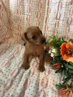 Penny, a female Miniature Pinscher for sale in Maynard, MN – Photo 5 of 6