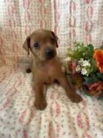 Penny, a female Miniature Pinscher for sale in Maynard, MN – Photo 4 of 6