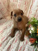 Penny, a female Miniature Pinscher for sale in Maynard, MN – Photo 3 of 6