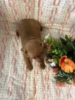 Penny, a female Miniature Pinscher for sale in Maynard, MN – Photo 6 of 6