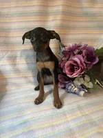 Sasha, a female Miniature Pinscher for sale in Maynard, MN – 5 of 5