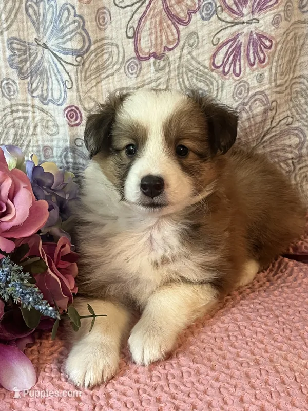 Shwazie – Shetland Sheepdog puppy for sale in Maynard, MN