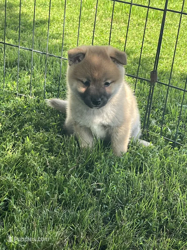 Cuddles – Shiba Inu puppy for sale in Maynard, MN