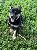 Heart, a male Shiba Inu for sale in Maynard, MN – 7 of 7