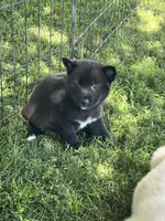 Coal, a male Shiba Inu for sale in Maynard, MN – 6 of 7