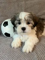 Buddy, a male Maltese and Shih Tzu for sale in Maynard, MN – 3 of 9