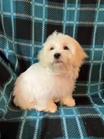 Astro, a male Maltese and Mal Shi for sale in Maynard, MN – 5 of 8