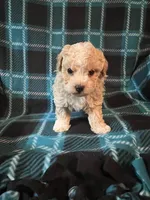 Teddy Bear, a male Shihpoo for sale in Maynard, MN – 2 of 3