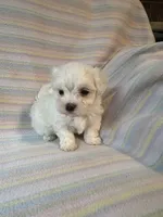 Bella, a female Maltese for sale in Maynard, MN – 4 of 9