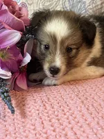 Mika, a female Shetland Sheepdog for sale in Maynard, MN – 6 of 7