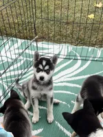 Chaako, a female Alaskan Klee Kai for sale in Maynard, MN – 2 of 2