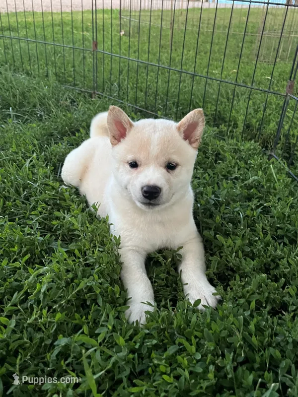 White Rose, a female Shiba Inu for sale in Maynard, MN – 1 of 6