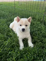 White Rose, a female Shiba Inu for sale in Maynard, MN – 1 of 6