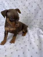 Dante, a male Miniature Pinscher for sale in Maynard, MN – 3 of 6