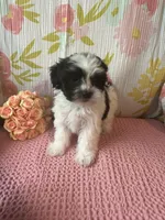 Mindy, a female Maltese and Shih Tzu for sale in Maynard, MN – 4 of 9