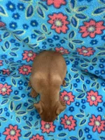 Daisey, a female Miniature Pinscher for sale in Maynard, MN – 6 of 6