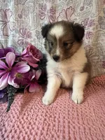 Mika, a female Shetland Sheepdog for sale in Maynard, MN – 3 of 7