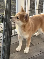 Teddy, a male Shiba Inu for sale in Maynard, MN – Photo 2 of 5