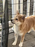 Teddy, a male Shiba Inu for sale in Maynard, MN – Photo 3 of 5