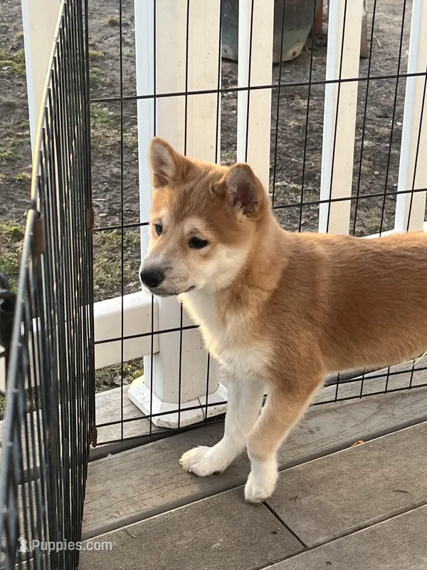 Teddy – Shiba Inu puppy for sale in Maynard, MN