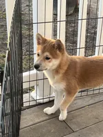 Teddy, a male Shiba Inu for sale in Maynard, MN – Photo 1 of 5