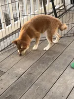 Teddy, a male Shiba Inu for sale in Maynard, MN – Photo 5 of 5