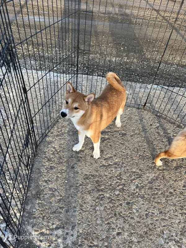 Chrome – Shiba Inu puppy for sale in Maynard, MN