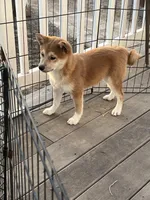 Teddy, a male Shiba Inu for sale in Maynard, MN – Photo 4 of 5