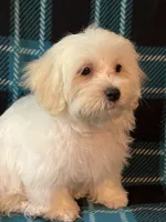 Astro, a male Maltese and Mal Shi for sale in Maynard, MN – 7 of 8
