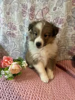 Rosia , a female Shetland Sheepdog for sale in Maynard, MN – 9 of 9